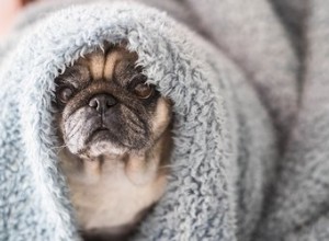 Proč můj pes žvýká deku?