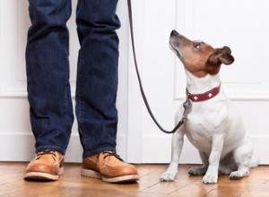 Varför det är så viktigt att sätta gränser för din hund