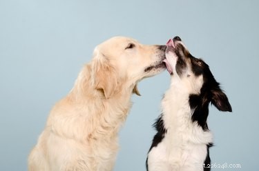 Pourquoi certains chiens aiment-ils lécher les gens, tandis que d autres non ?