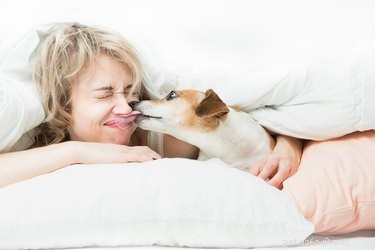 Waarom houden sommige honden ervan om mensen te likken, terwijl anderen dat niet doen?