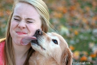 Varför älskar vissa hundar att slicka människor, medan andra inte gör det?