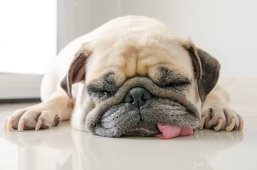 Por que meu cachorro dorme com a língua de fora?