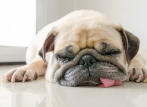 Waarom slaapt mijn hond met haar tong uit?