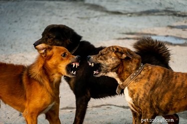 Como acabar com uma briga de cachorro com segurança