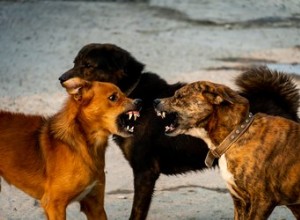 Jak bezpečně rozbít psí rvačku
