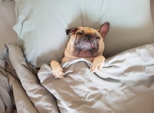 내 개가 자는 동안 으르렁거리는 이유는 무엇입니까?