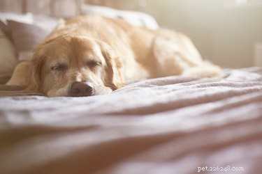 なぜ私の犬は眠っている間にうなり声を上げますか？ 