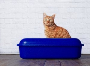 犬や猫はバスルームを使うときにプライバシーを望んでいますか？ 