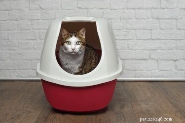 Chtějí psi a kočky soukromí, když používají koupelnu?