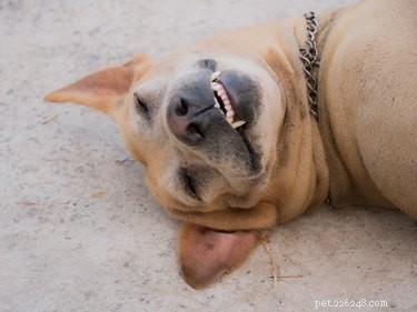 Wat is een onderdanige grijns bij honden?