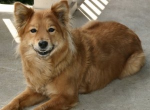 Wat is een onderdanige grijns bij honden?