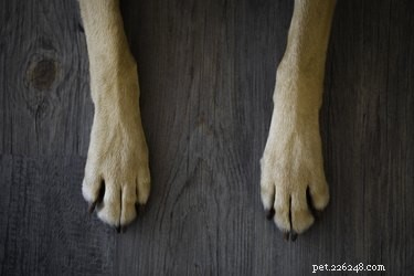 Por que os cães mastigam os pés?