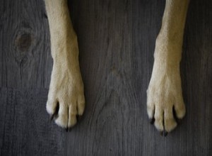 Pourquoi les chiens se mordillent-ils les pattes ?