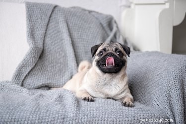 Proč si psi žvýkají nohy?