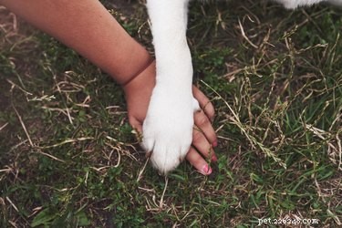 Perché i cani si masticano i piedi?