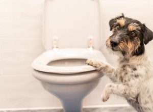 Waarom volgt mijn hond mij naar de badkamer?