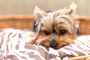Lugnande beteenden hos hundar