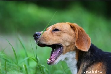 Lugnande beteenden hos hundar