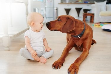 우리 강아지가 아기를 좋아하는 이유는 무엇입니까?