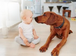 우리 강아지가 아기를 좋아하는 이유는 무엇입니까?