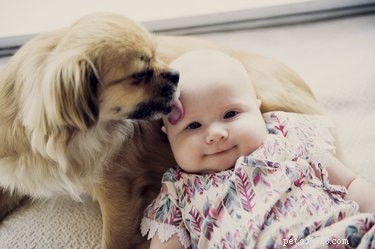 Por que meu cachorro ama bebês?