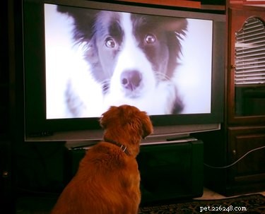 Por que meu cachorro adora assistir outros cachorros na TV?
