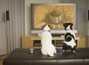 Perché il mio cane ama guardare gli altri cani in TV?