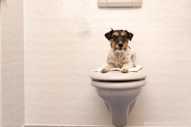 Waarom doet mijn hond bezorgd als ik onder de douche sta?