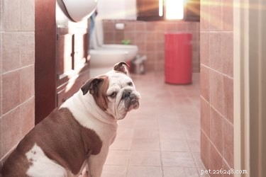 シャワーを浴びているときに犬が心配するのはなぜですか？ 