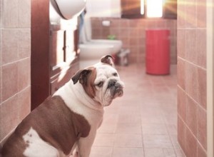 Pourquoi mon chien s inquiète-t-il quand je prends ma douche ?