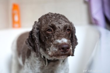 내가 샤워를 하고 있을 때 강아지가 걱정하는 행동을 하는 이유는 무엇입니까?