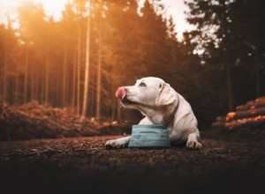 Waarom drinkt mijn hond geen water in het openbaar?