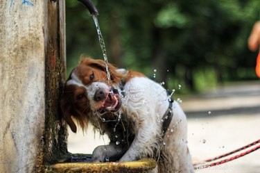 Por que meu cachorro não bebe água em público?