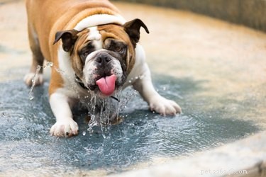 Por que meu cachorro não bebe água em público?