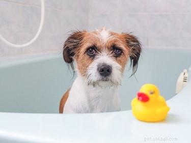 Почему некоторые собаки ненавидят ванну?