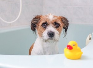 なぜ一部の犬はお風呂が嫌いですか？ 