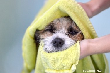 Waarom haten sommige honden baden?