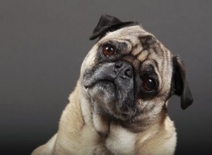 Pourquoi les chiens penchent-ils la tête lorsque vous leur parlez ?