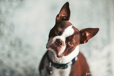 Proč psi naklánějí hlavu, když na ně mluvíte?