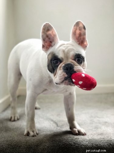 家に帰ったときに犬がおもちゃを持ってくるのはなぜですか？ 