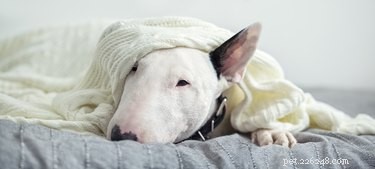 Waarom graaft mijn hond onder de dekens?