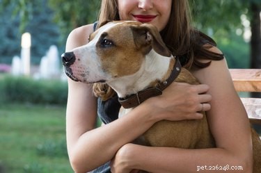 7 misstag som gör din hund deprimerad