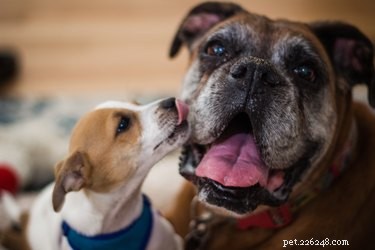Como os cães mostram empatia e confortam uns aos outros
