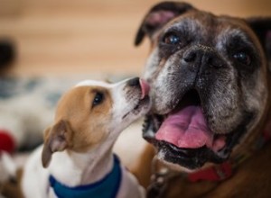 Hur hundar visar empati och tröstar varandra