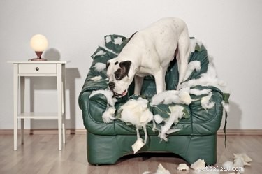 Maus comportamentos que você está causando em seu cão sem saber