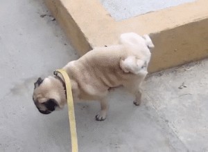 Perché alcuni cani puntano così in alto quando fanno pipì?