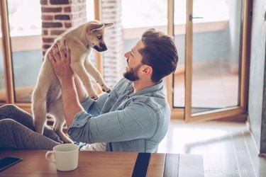 Cosa dice il comportamento di un cane sul proprietario?
