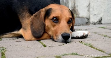 Jak traumatické je pro psa změnit majitele?