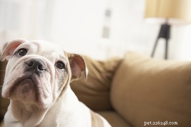 Как собаки узнают, что они у ветеринара?