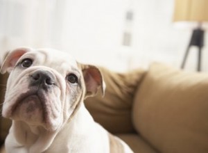 Como os cães sabem que estão no veterinário?